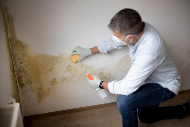 Best Post-Construction Mold Inspection  in Hanapepe, HI